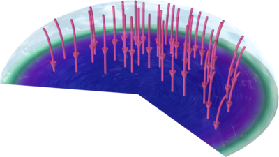 Evans 液滴下的腐蚀