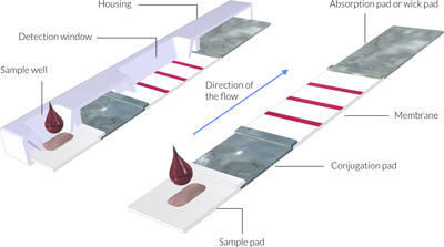 LFA 快速检测测试