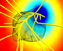Kinetics of Zebrafish ...