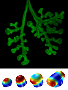Simulating Organogenesis in ...