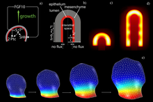 Simulation Organogenesis in ...
