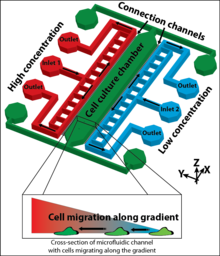Simulation of Chemotractant ...