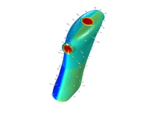 Human Torso Model for Heat ...