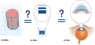 In Vitro–In Vivo ...