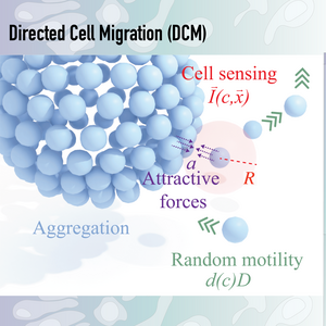 Directed cell migration ...