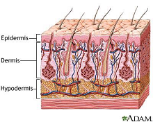 Cellular Scale Model of ...