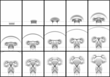 Undergraduate Studies of ...