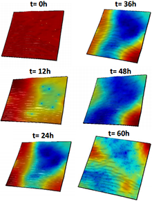 Multiscale Model of Human ...