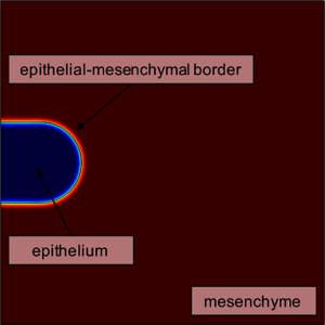 Simulating Organogenesis ...
