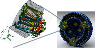 Modeling Enzymatic Pathways ...