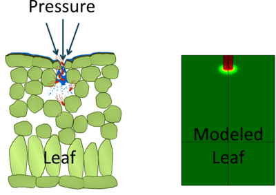 Mechanistic Understanding ...