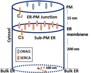 Modelling of Spontaneous ...