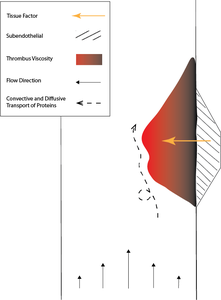 Modeling Thrombosis through ...