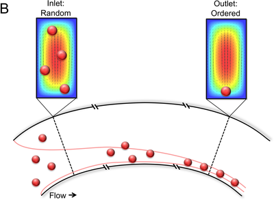 直微流道和弯微流道中的惯性聚集建模